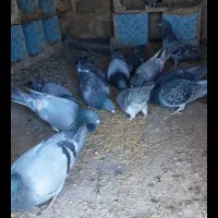 کبوتر پلاکی مسافتی|پرنده|یاسوج, |دیوار