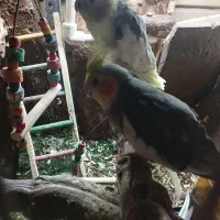 عروس هلندی مولد