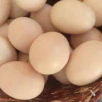تخم نطفه دار|حیوانات مزرعه|مراغه, |دیوار