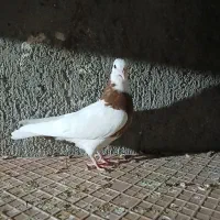 کفتر طوق