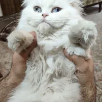 پرشین ماده