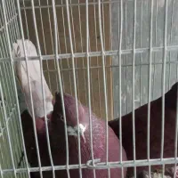 سهره عروس کفتر فنج نرگسی