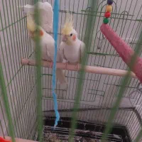 جفت عروس هلندی به همراه جوجه سرلاکی