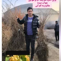 ارقام نهال انگور