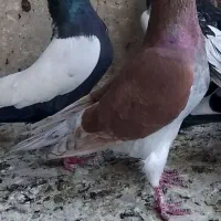 کبوتر گرفتنی ماهان