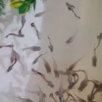 ماهی گوپی|ماهی|مشهد, شهید قربانی|دیوار