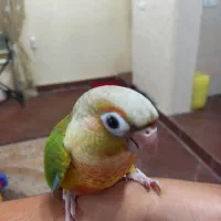 طوطی گرینچیک اناناسی دبل رد اکستریم فول دستی