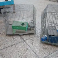 قفس پرنده