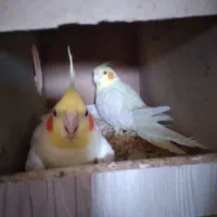 عروس هلندی لوتینو جفت|پرنده|گنبد کاووس, |دیوار