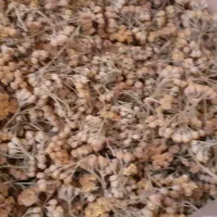 تعدادی شیره سه توت و مربا به و مرباسیب توت خشک|خوردنی و آشامیدنی|اصفهان, جلفا|دیوار