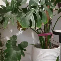 گل آپارتمان|گل و گیاه طبیعی|گلبهار, شهر جدید گلبهار|دیوار