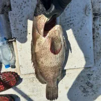 ماهی همور خال نارنجی