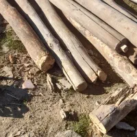 خریدچوب صنوبر بید میوه خشک وغیره