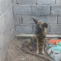 سگ مالینیوز