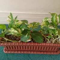 گل پتوس ابلق ( زعفرانی )|گل و گیاه طبیعی|بندر ماهشهر, |دیوار