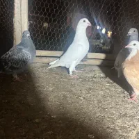 کبوتر بازیکن