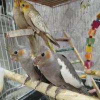 عروس هلندی ۲ماهه