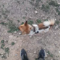 سگ پامرین نر و ماده