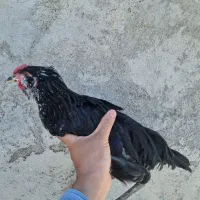 انواع جوجه خروس گلین|حیوانات مزرعه|شهرکرد, |دیوار