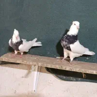 طوقی هفت رنگ