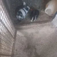 خرگوش|موش و خرگوش|نورآباد, |دیوار