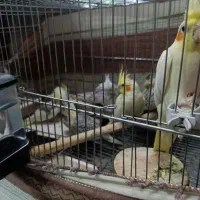 عروس هلندی مولد|پرنده|اصفهان, فردوان|دیوار