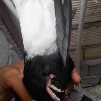 ماده طوسی|پرنده|جیرفت, |دیوار