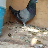 فروش سبز نر|پرنده|نرماشیر, |دیوار