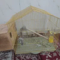 یه قفس نو بزرگ با لونه سالم سالم یه خش هم نداره