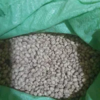 لوبیا چیتی اعلا|حراج|پادنا, |دیوار