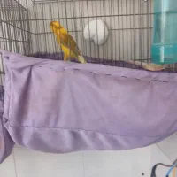 قناری نر ابلق|پرنده|ری, علایین|دیوار