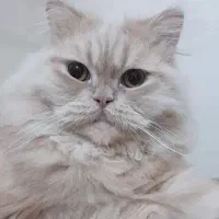 گربه نر 9 ماهه