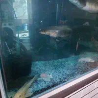 ماهی آکواریومی و مانستر|ماهی|ساری, |دیوار