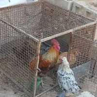 قفس  مرغی|لوازم جانبی حیوانات|دهدشت, |دیوار