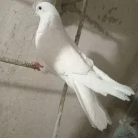 نرسفید نرکم خال نرپیازی نردم سیاه گرفتنی