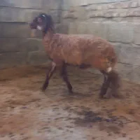 فروش