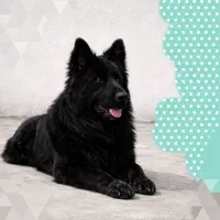 سگ ژرمن شولاین