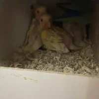 کوتوله سرلاکی