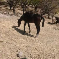 اسب  مادیون