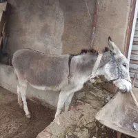 خر ماده گوسفندی