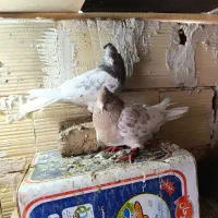 کفتر|پرنده|مشهد, شترک|دیوار