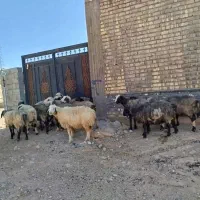 شیشک میش داشتی