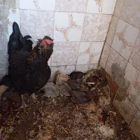 مرغ و۱۴عدد جوجه ۲ماهه