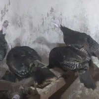 بوقلمون تخمگذار