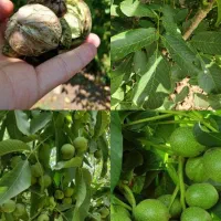 فروش نهال زودبارده