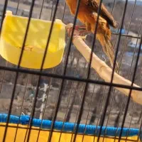 قناری نگرو سرخ سوخته