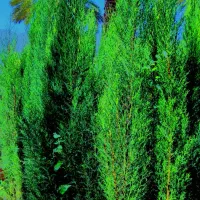 درخت قدیمی گلدونی