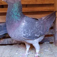 کوهی طاوسی|پرنده|آباده, |دیوار