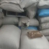 یک عدد کبوتر دوکت خوشگل