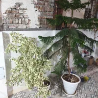 دو گل زیبا